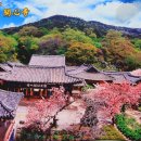 개신사 Daum카페