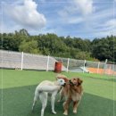 퍼피스카우트 이미지