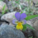 (주)양지약품 이미지