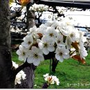 은한농장 이미지