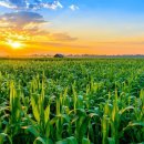 초월농장 이미지