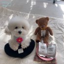 페피 밀(PEPPY MEAL) | 페피밀_ 요거워터 🥛