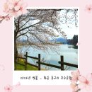 동구리 호수공원 | 광주 근교 벚꽃 명소 드라이브 실시간 화순 동구리 호수 공원 벚꽃 피크닉 후기