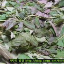 동희농원 이미지