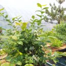 고은농장 이미지