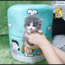 광주강아지분양 고양이분양 펫왕국 | 초보 견주도 안심! 광주 강아지분양 고양이분양 펫왕국 방문 후기
