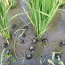 이삭농장 이미지