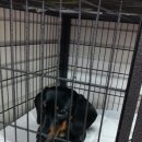 서라벌동물병원 이미지