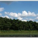 소나무풍경 이미지