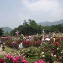 서울대공원 데마가든 장미원◈─―☞☞ 이미지