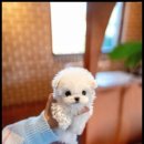 조이퍼피 강아지분양 이미지