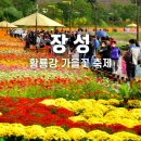 장성터널 | 장성 황룡강 가을꽃축제 완벽 가이드 | 2025년 100억 송이 꽃바다에서 힐링하기 (일정·볼거리·체험...