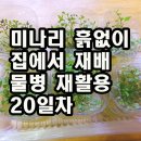 미나리 흙없이 집에서 재배 물병 재활용 20일차 이미지