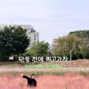 산호가든 | 대전 핑크뮬리 명소 가을 여행 추천 시기