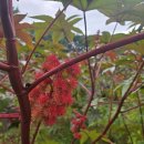 냉면마을칼국수 | 우연히 찾은 청양맛집 청양고추냉면 장칼국수 내돈내산 솔직후기