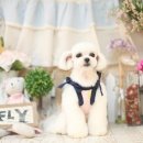 강아지 미용 이미지