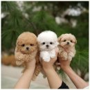 퍼피메이트 안심분양센터 동탄 강아지분양 | 동탄강아지무료분양 입양 절차와 변화된 일상 후기