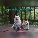 새로나레져 | 호탱이 배 타고 제주도 가다. 5탄 -쇠소깍, 서귀포올레시장, 표선해수욕장, 아일랜돈