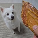 멍멍식객 이미지