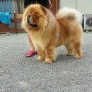 소망애견 이미지