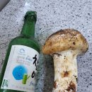 송이 Daum카페