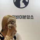 하이바이 분양소 | 강아지분양 파양견입양 서울 하이바이분양소