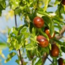 대추농장 이미지