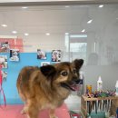 쏭트리밍 이미지