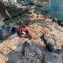 사체농장 이미지