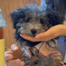 멍스바스 이미지