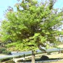 느티나무 이미지