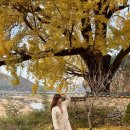 공중화장실(국궁장) | 밀양 은행나무 핫플 금시당 평일(11.27) 실시간 후기와 주차꿀팁