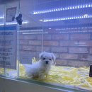 금천그린피아 앞 | 금천구강아지분양 건강 앤 튼튼