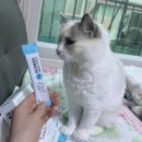 펫조이 | 닥터앤펫 고양이영양제, 8살 랙돌 조이의 츄르 토탈케어 후기