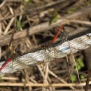 Sympetrum spp. 이미지