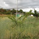 대초농장 이미지