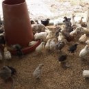 바람골농장 이미지