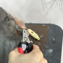 부천애견미용 멍미살롱 이미지