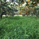 안기농장 이미지