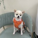 도그드살롱 이미지