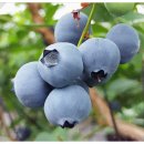 청산 블루베리 이미지