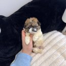 데일리독 네이버블로그