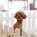 아지공간 이미지