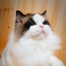 익산원펫 이미지