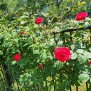 🔔 롯데 타워 유리창 닦기 이미지