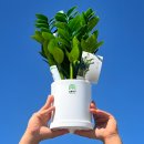 돈나무 | 개업화분 센스있는 선물 추천, 당일배송 가능한 금전수 돈나무 후기