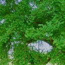 천연기념물 원주 반계리 은행나무 사계절 이미지