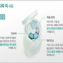 화이트 돌스 이미지