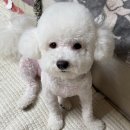 텐즈힐 애견미용 이미지