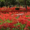 불갑사관광지 이미지